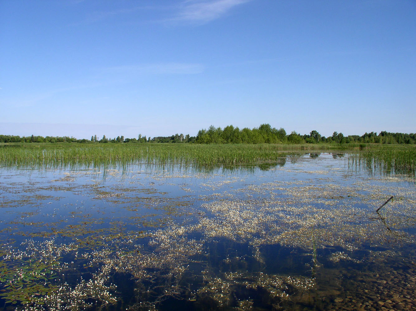 Озеро Лебяжье у Дубны, изображение ландшафта.