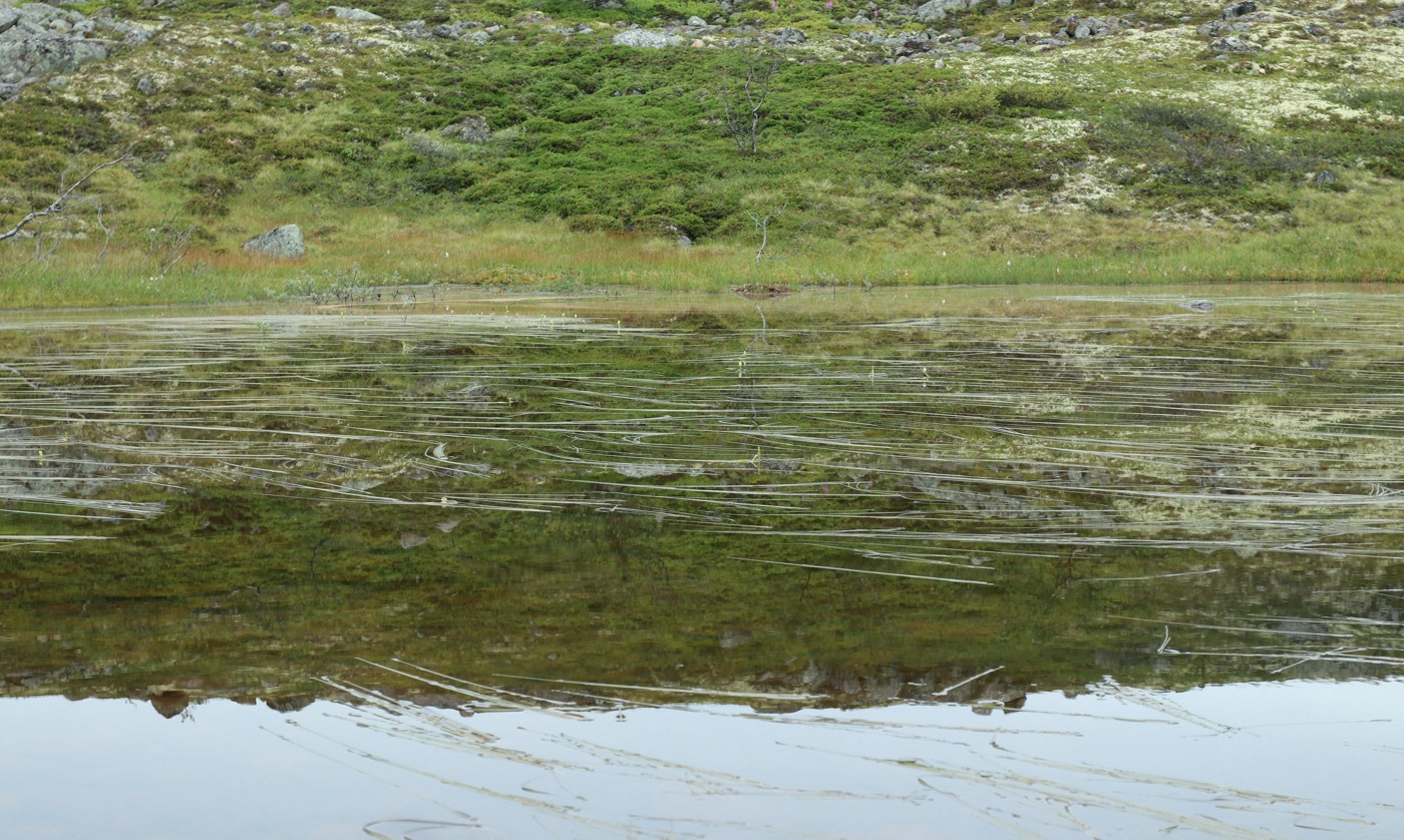 Высота 314.9, image of landscape/habitat.
