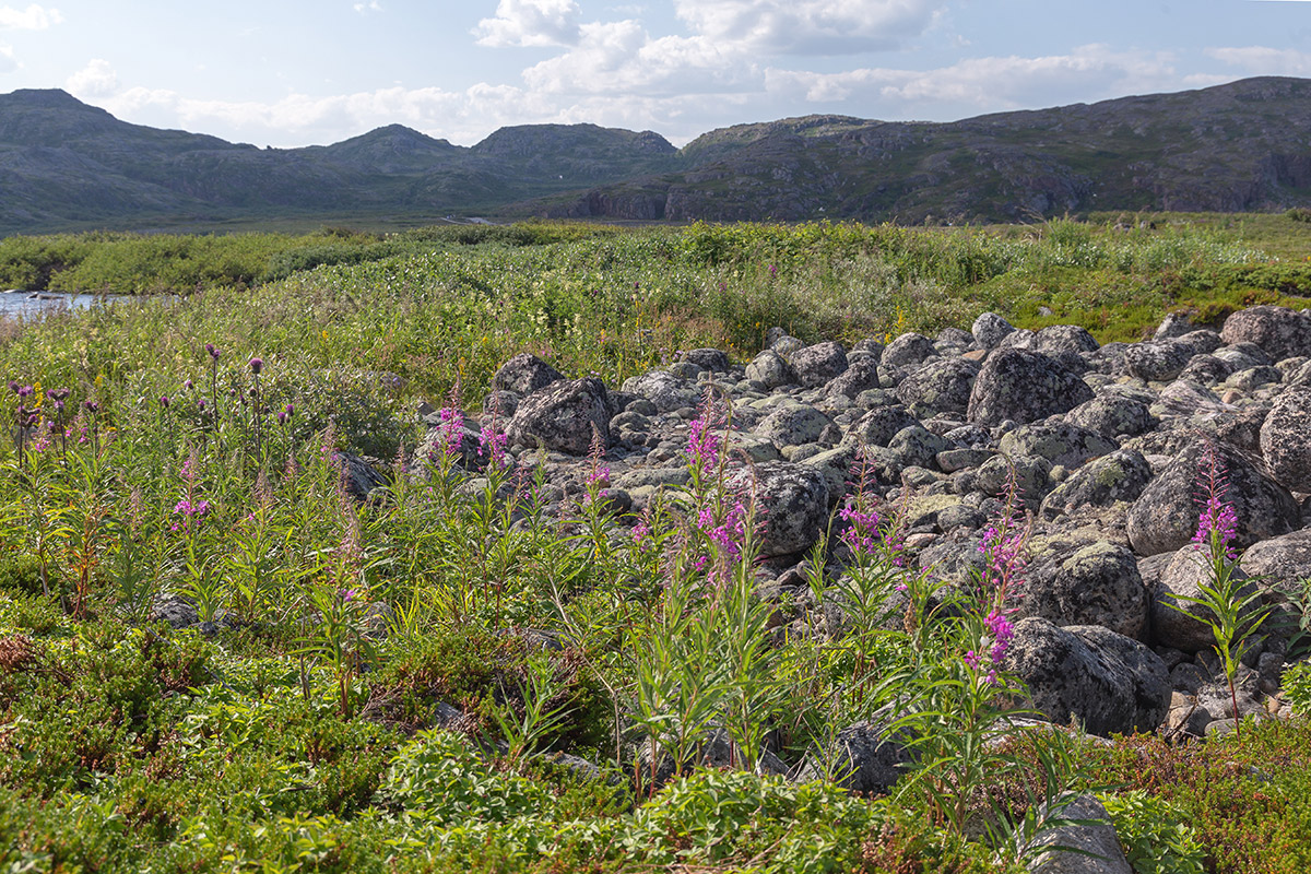 Териберка, image of landscape/habitat.