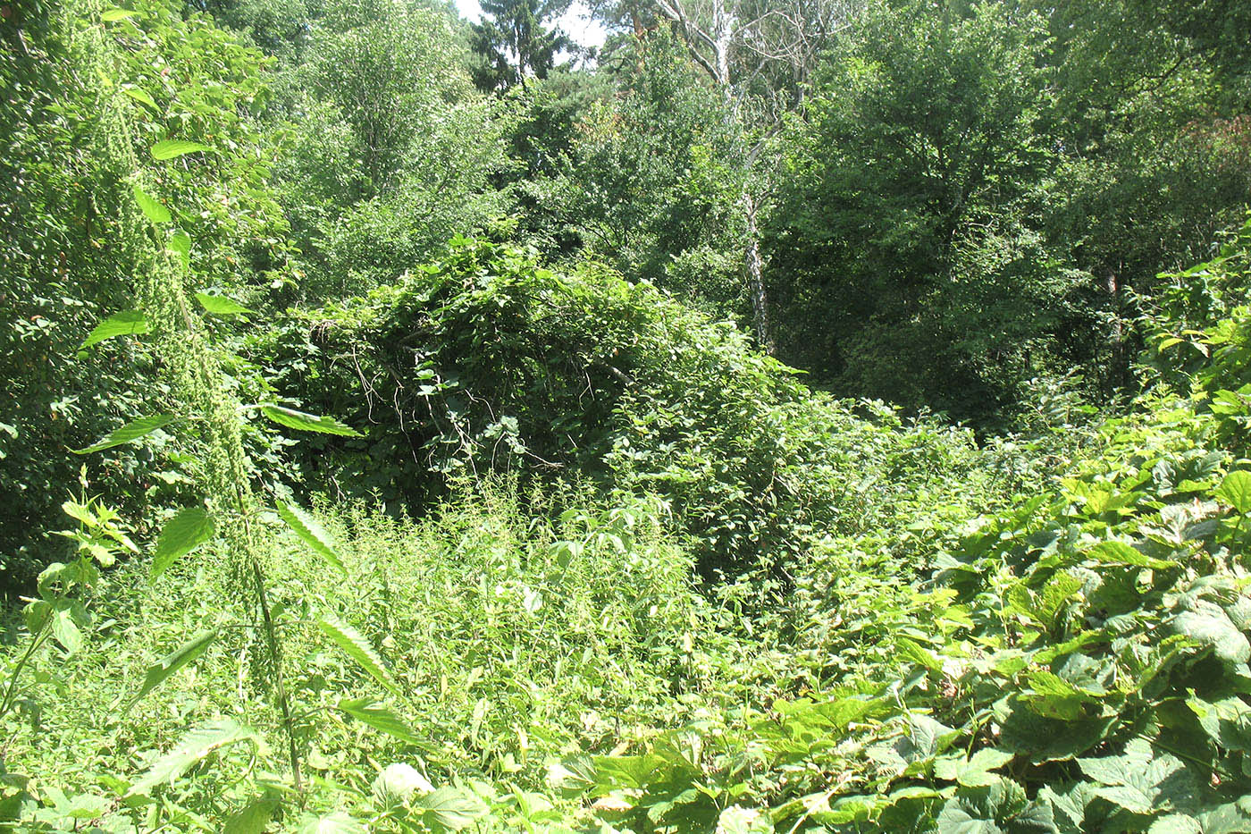 Приокско-Террасный заповедник, image of landscape/habitat.