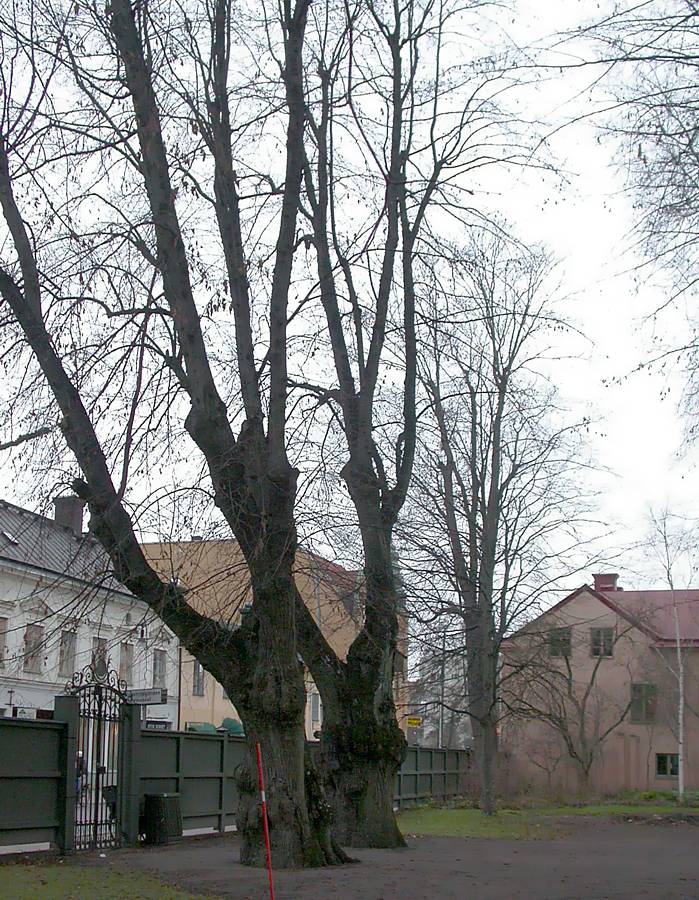 Сад Линнея, изображение ландшафта.