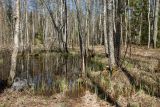 Между Козлово и Мостище, image of landscape/habitat.