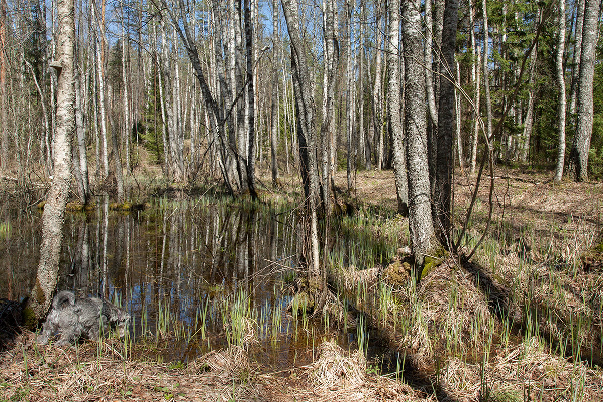 Между Козлово и Мостище, image of landscape/habitat.