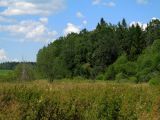 Лес Черемшово, image of landscape/habitat.