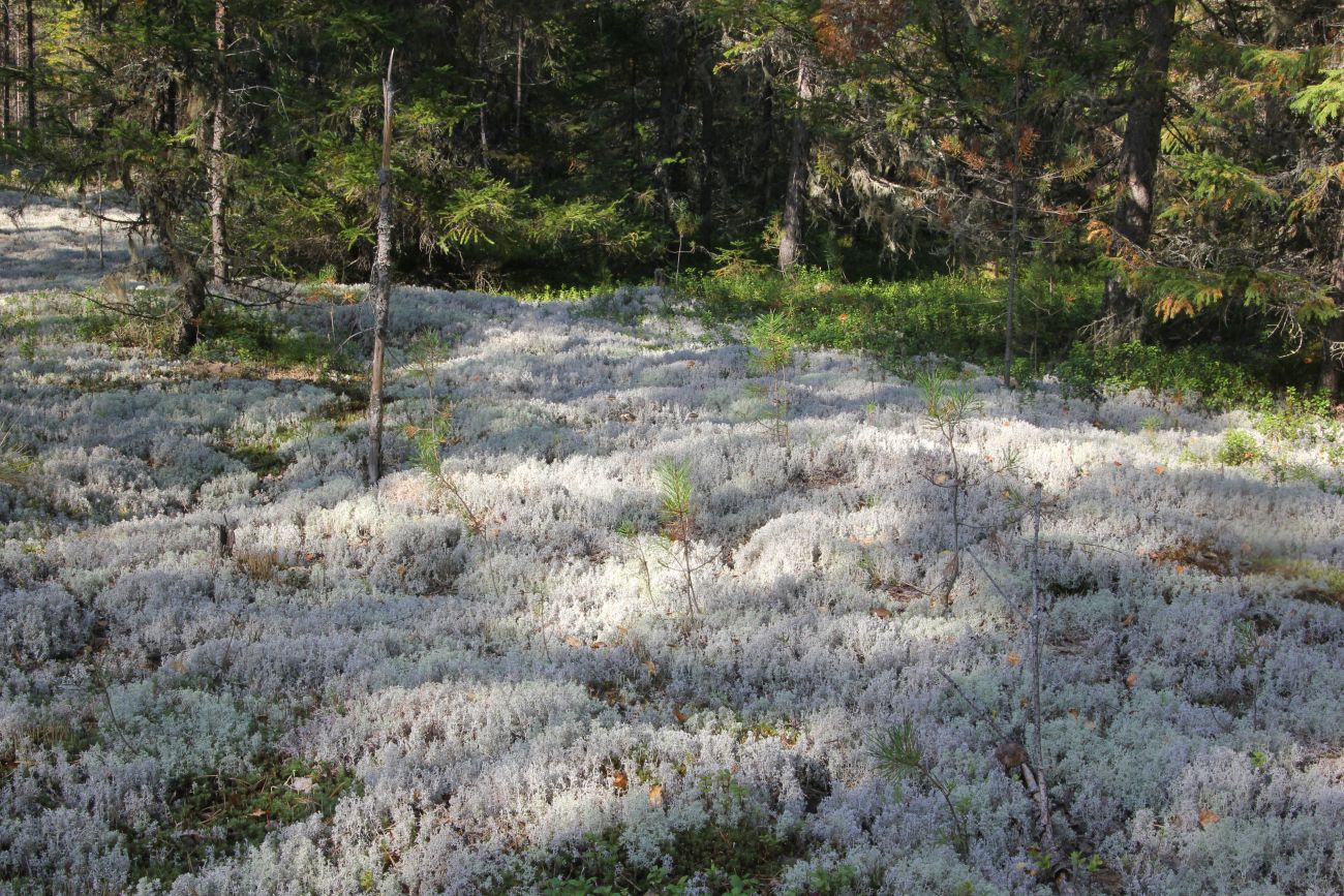 Окрестности устья реки Вига, image of landscape/habitat.