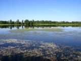 Озеро Лебяжье у Дубны, image of landscape/habitat.