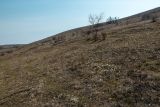 Окрестности села Несветай, image of landscape/habitat.
