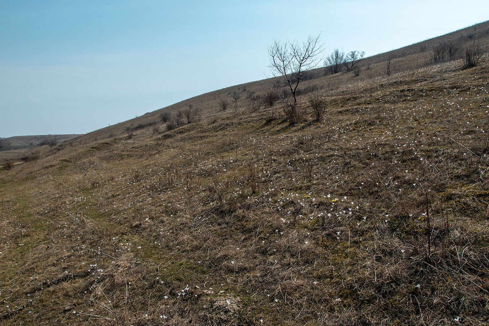 Окрестности села Несветай, image of landscape/habitat.