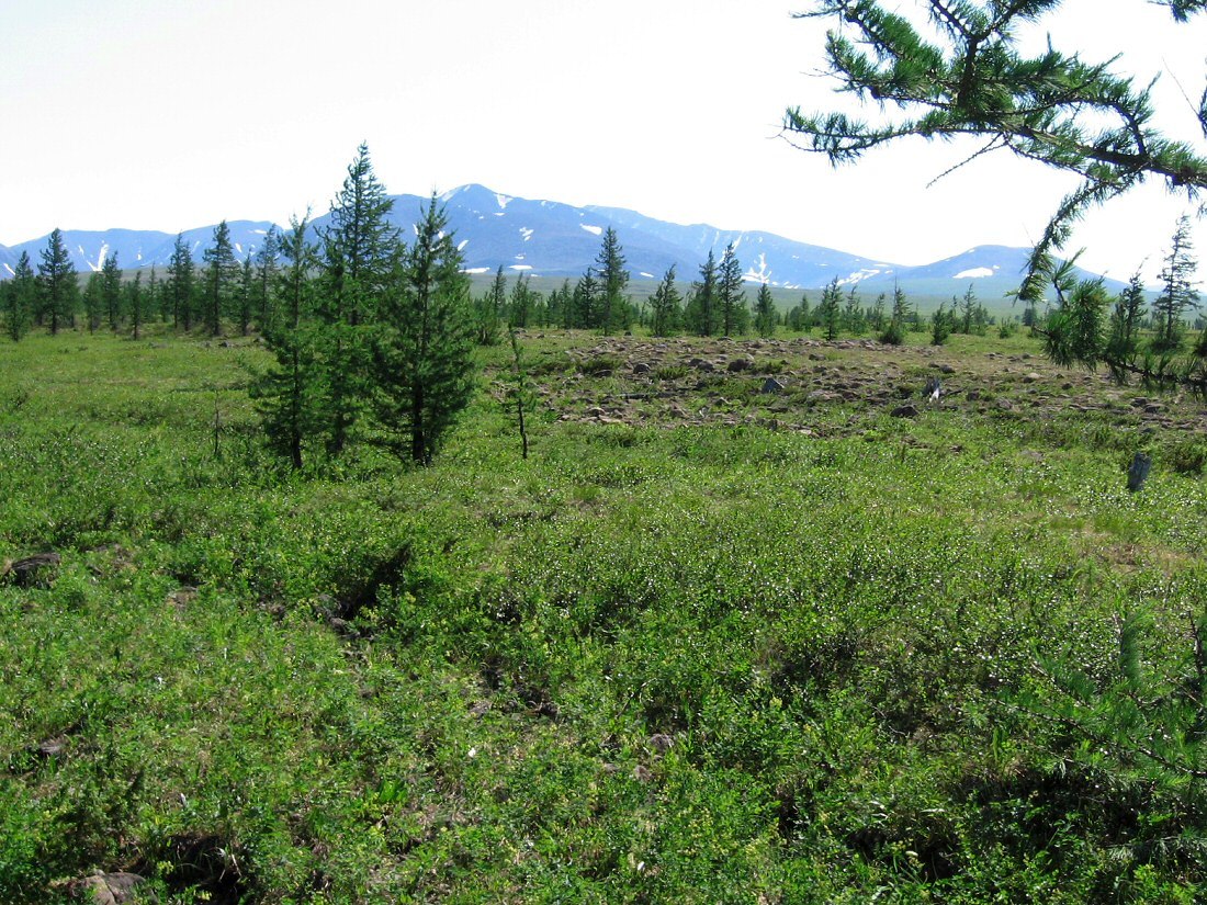 Верховья Харуты, image of landscape/habitat.