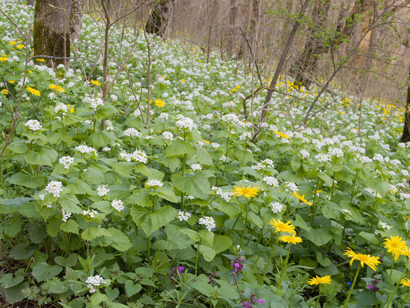 Семигорка, image of landscape/habitat.