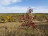 Карьер в Темрючках, image of landscape/habitat.