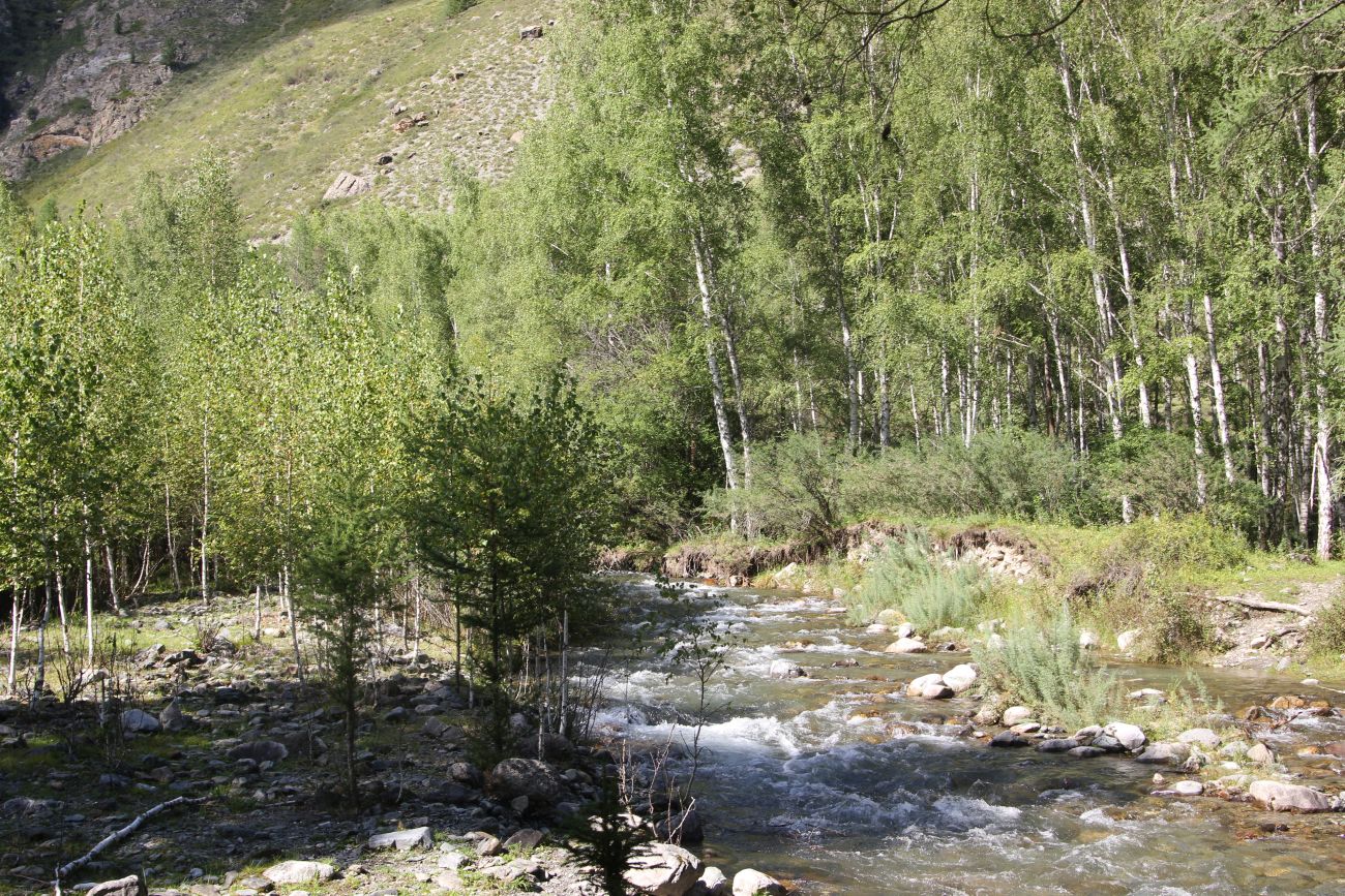 Окрестности реки Казнахта, image of landscape/habitat.