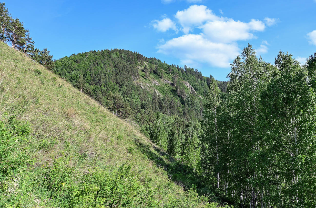 Красноярские Столбы, image of landscape/habitat.
