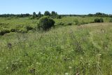 Местечко и окрестности, image of landscape/habitat.