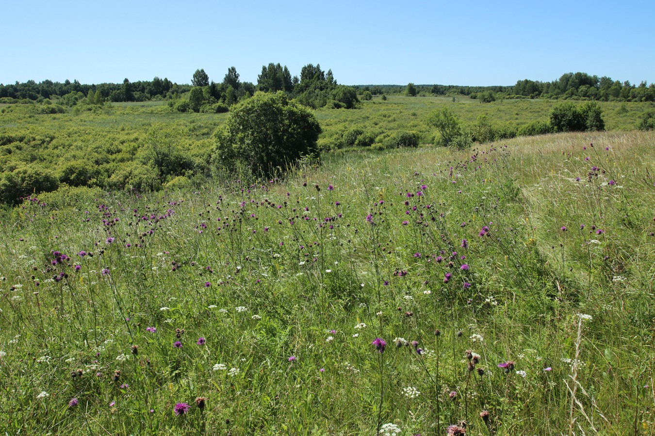 Местечко и окрестности, image of landscape/habitat.