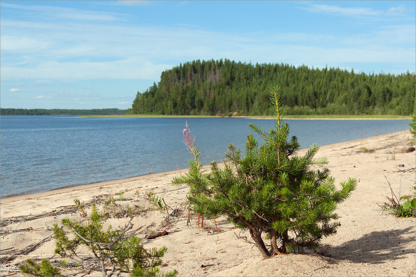 Елмозеро, image of landscape/habitat.