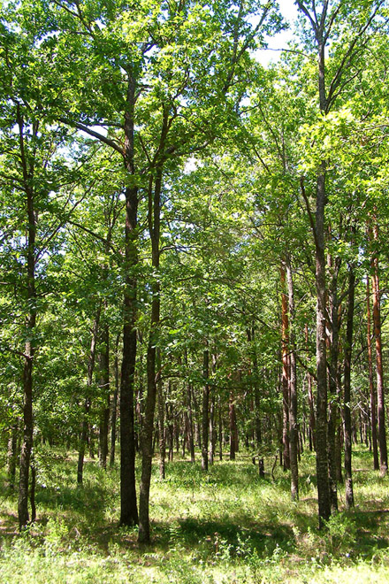 Ичнянский природный парк, image of landscape/habitat.