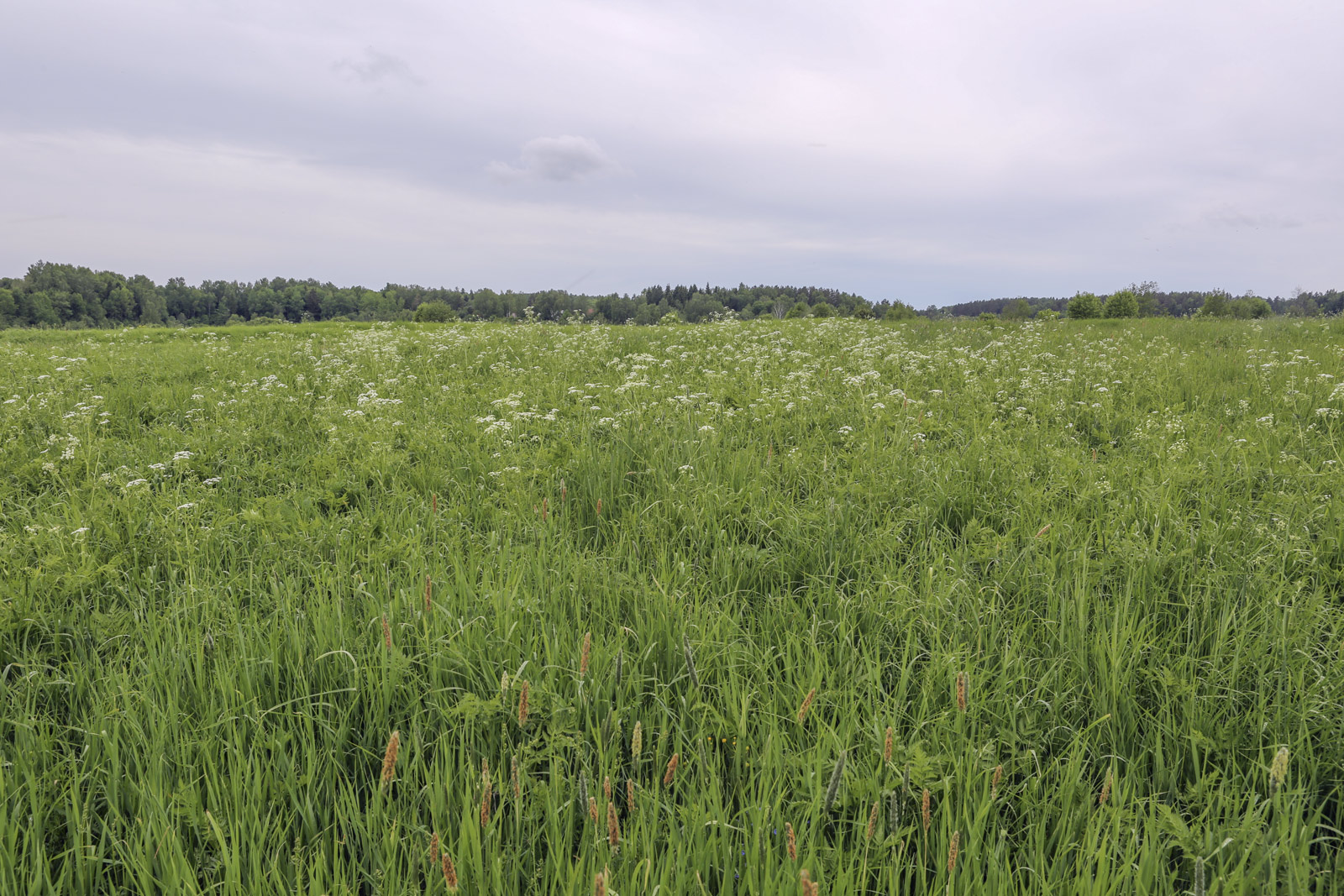 Старая Слобода и окрестности, image of landscape/habitat.