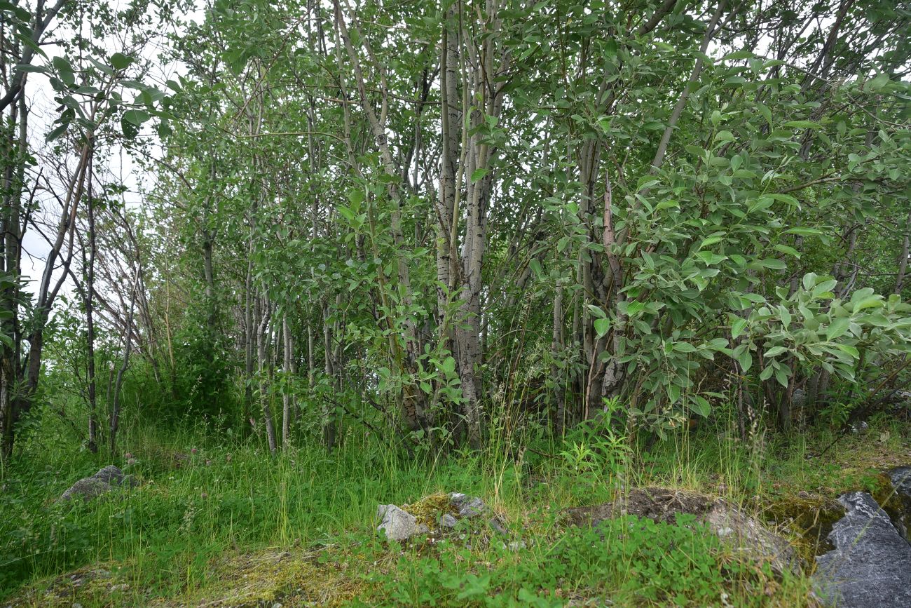 Окрестности посёлка Росляково, image of landscape/habitat.
