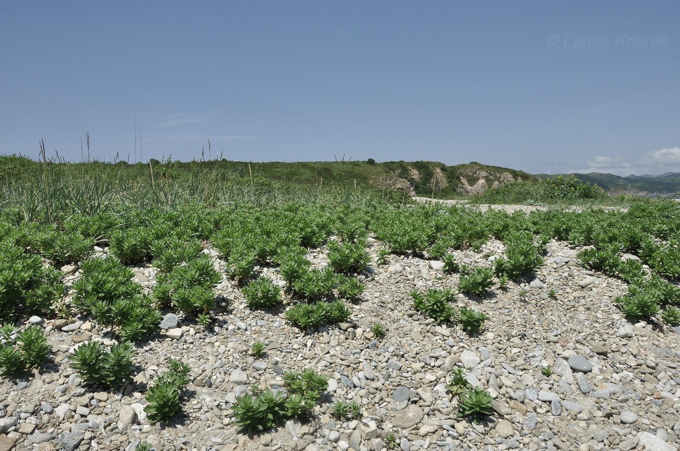 Бухта Тёплая и окрестности, image of landscape/habitat.