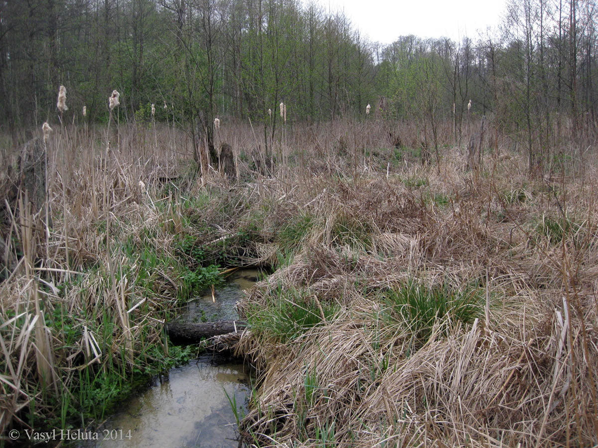 Романовское болото, image of landscape/habitat.