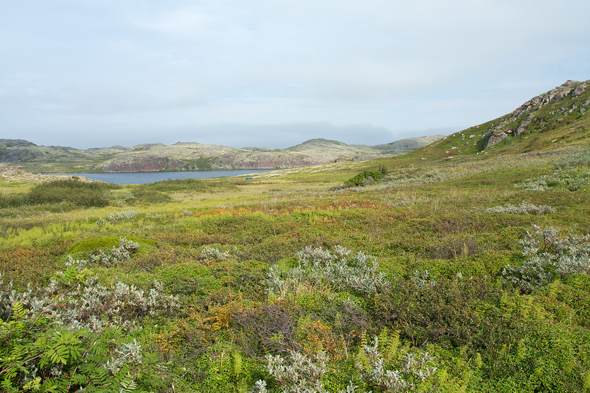 Столбовое озеро, image of landscape/habitat.