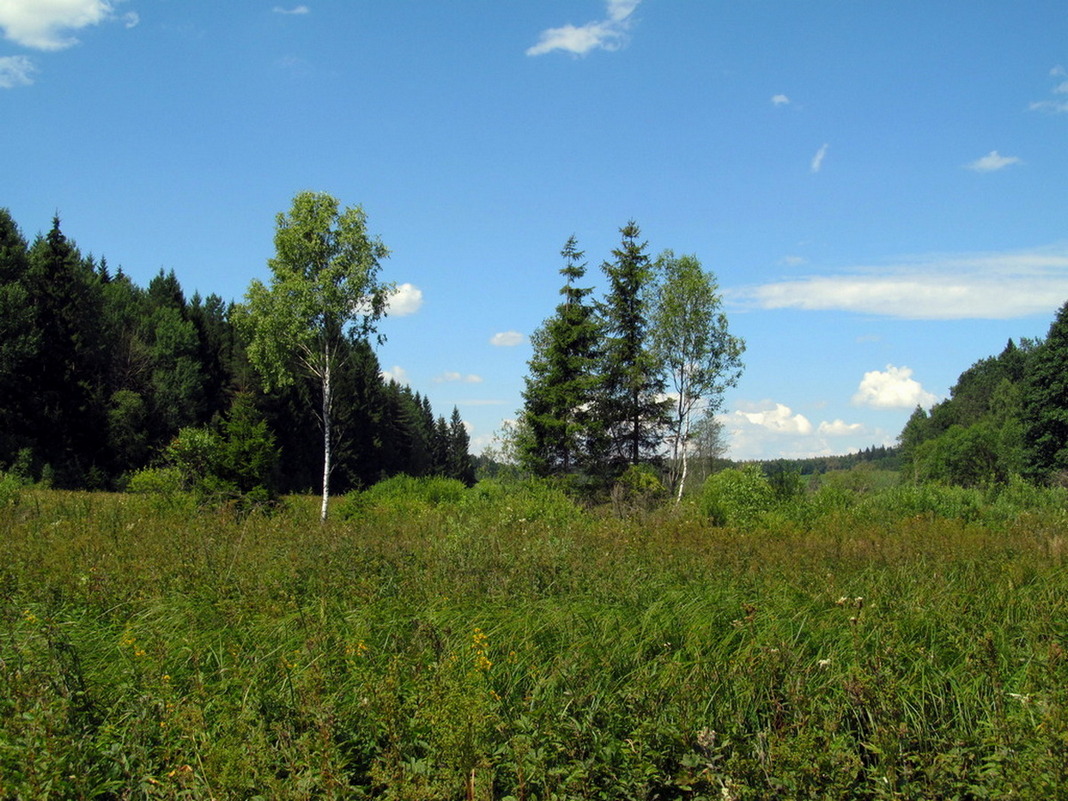 Река Литовка, изображение ландшафта.