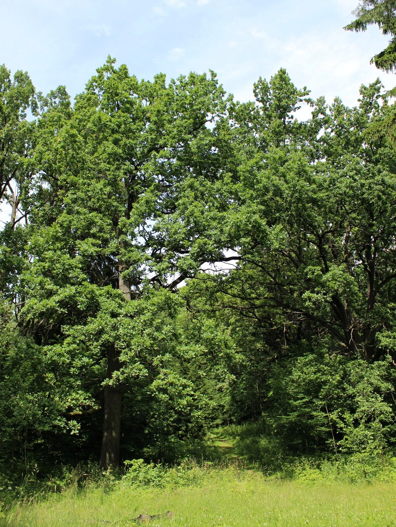 Щомыслицкая дубрава, image of landscape/habitat.