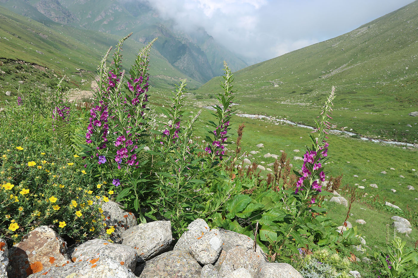 Чайнашки, image of landscape/habitat.