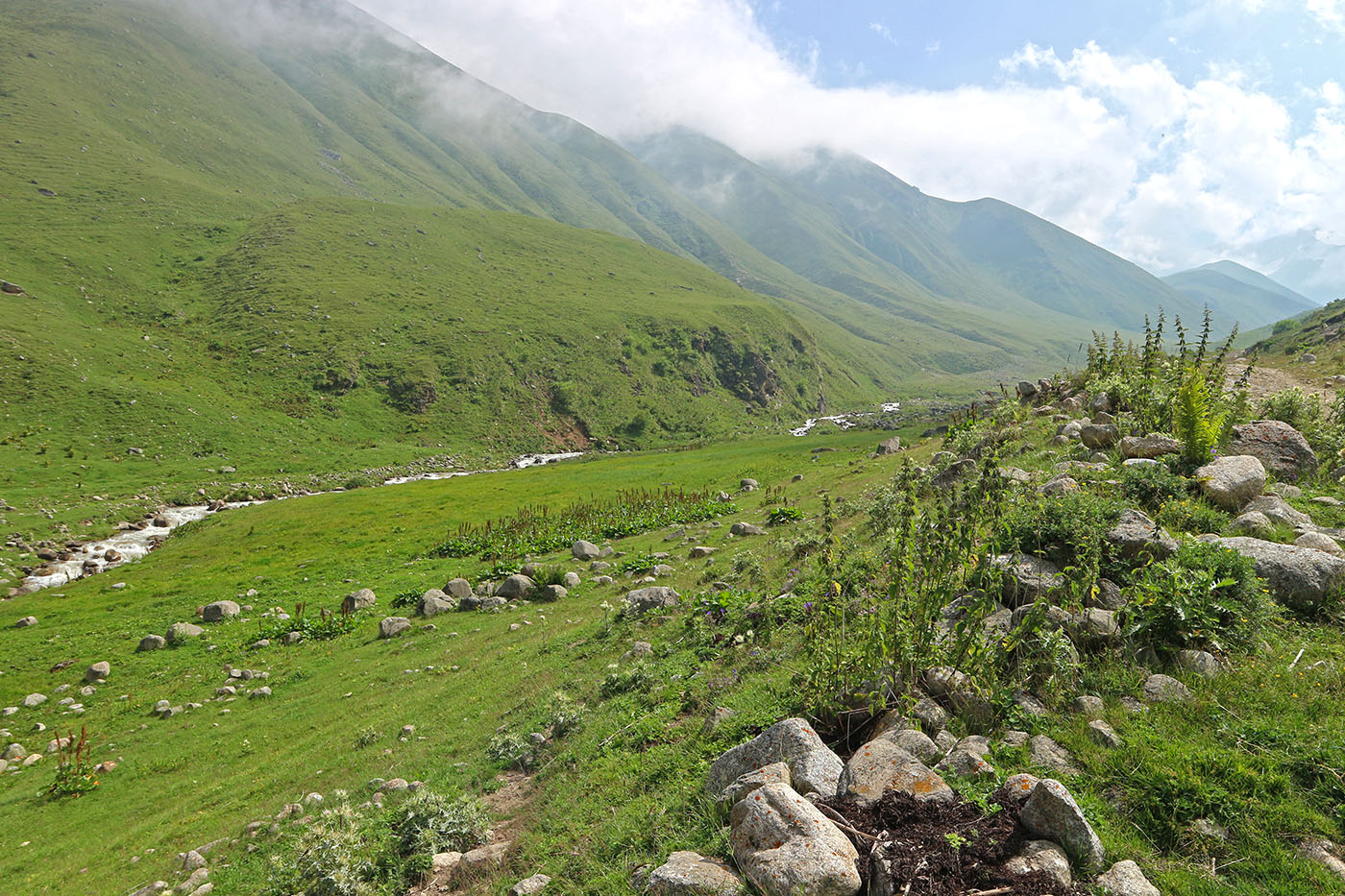 Чайнашки, image of landscape/habitat.