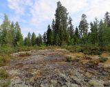 Окрестности Ихалы, image of landscape/habitat.