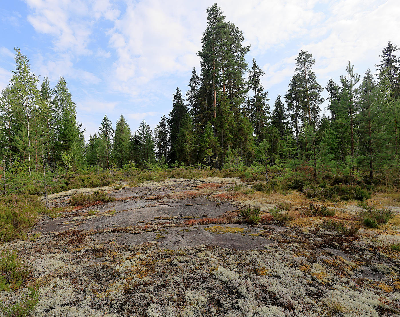 Окрестности Ихалы, image of landscape/habitat.