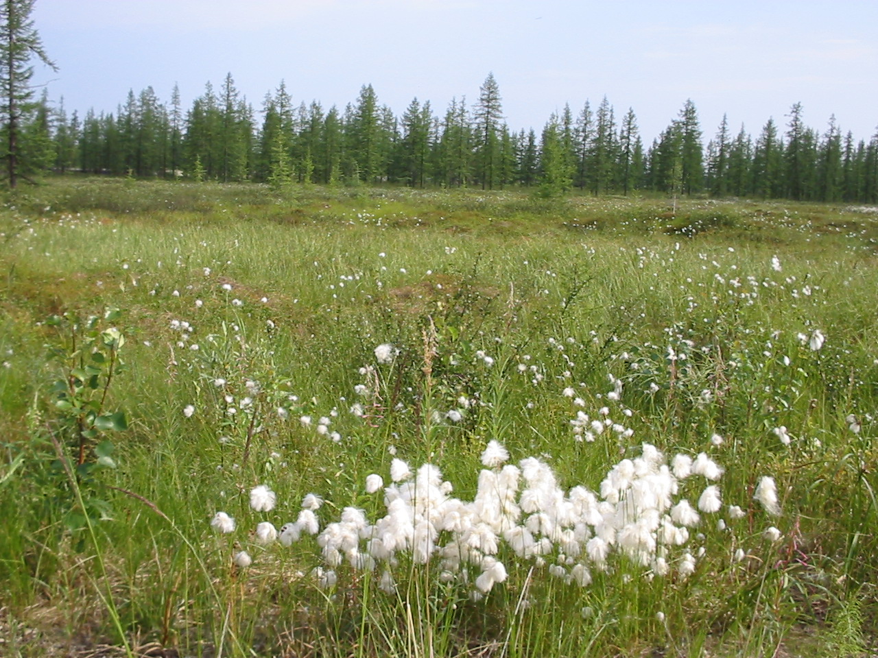Окрестности поселка Пангоды ЯНАО, image of landscape/habitat.