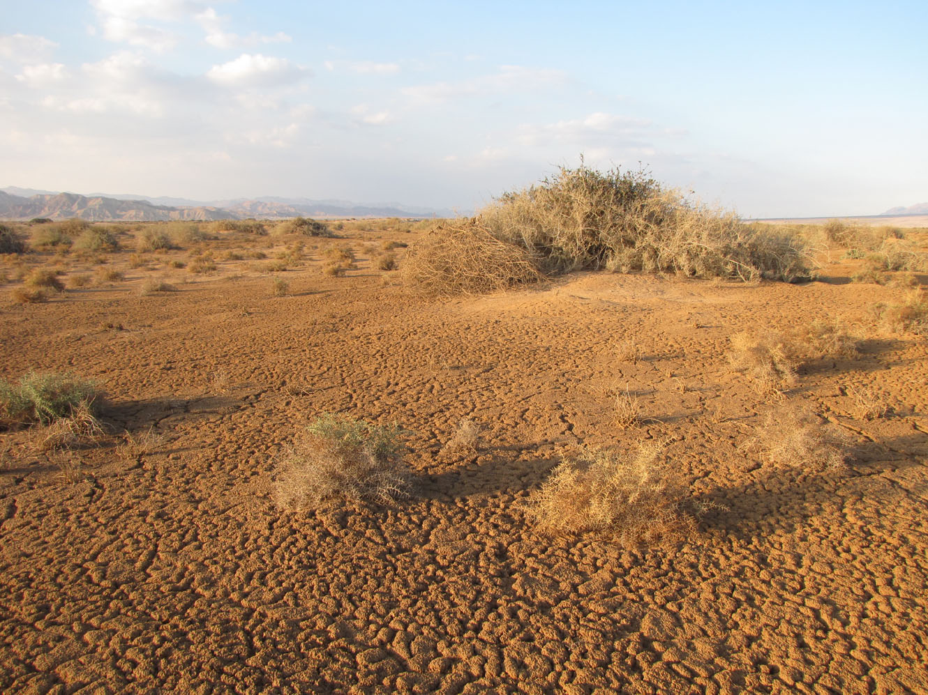 Солончак Эврона, image of landscape/habitat.