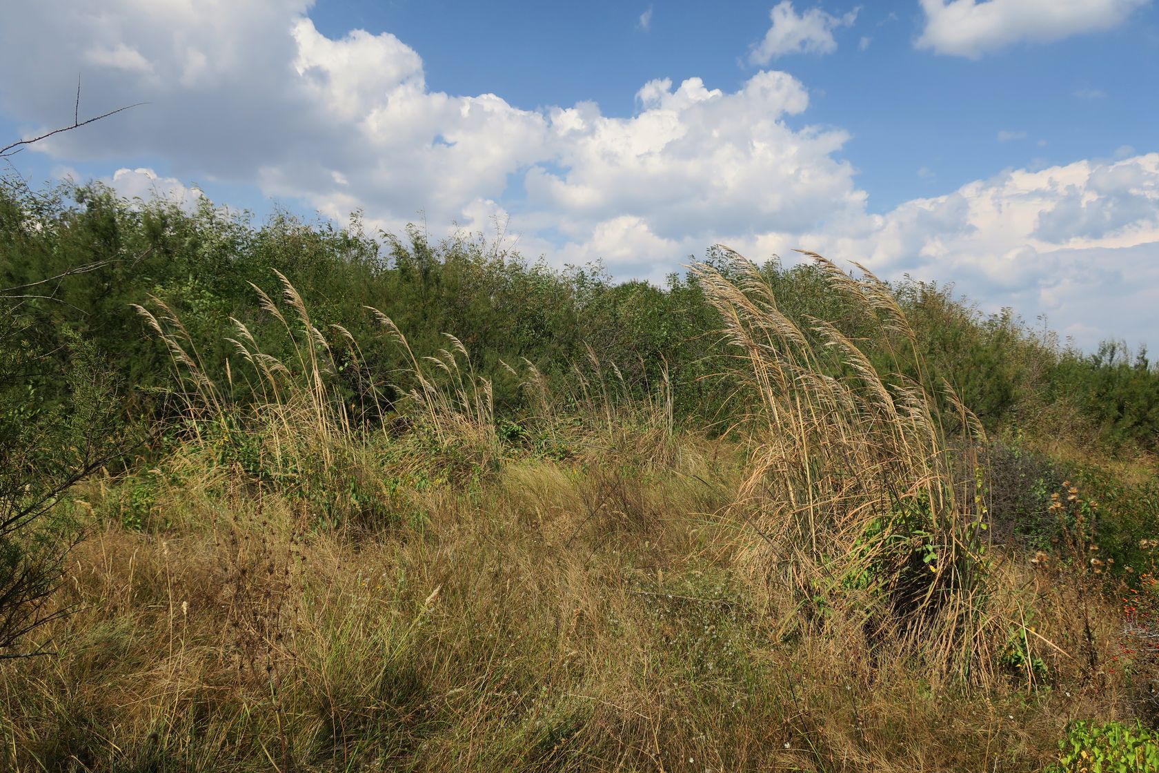 Дюны Несебра, image of landscape/habitat.