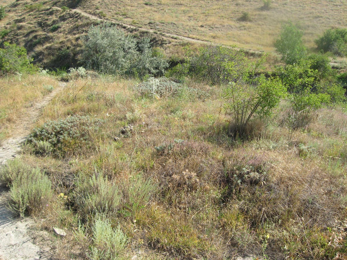 Лисья бухта, image of landscape/habitat.