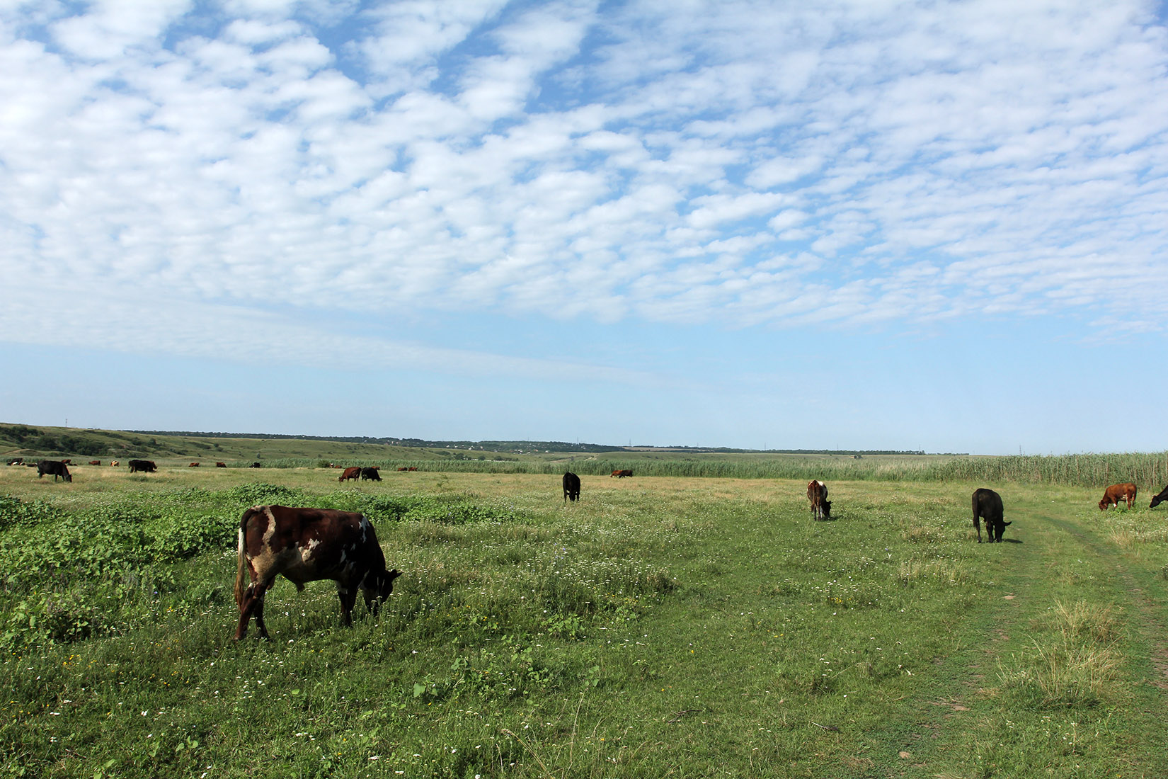 Окрестности села Несветай, image of landscape/habitat.