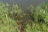 Местечко и окрестности, image of landscape/habitat.