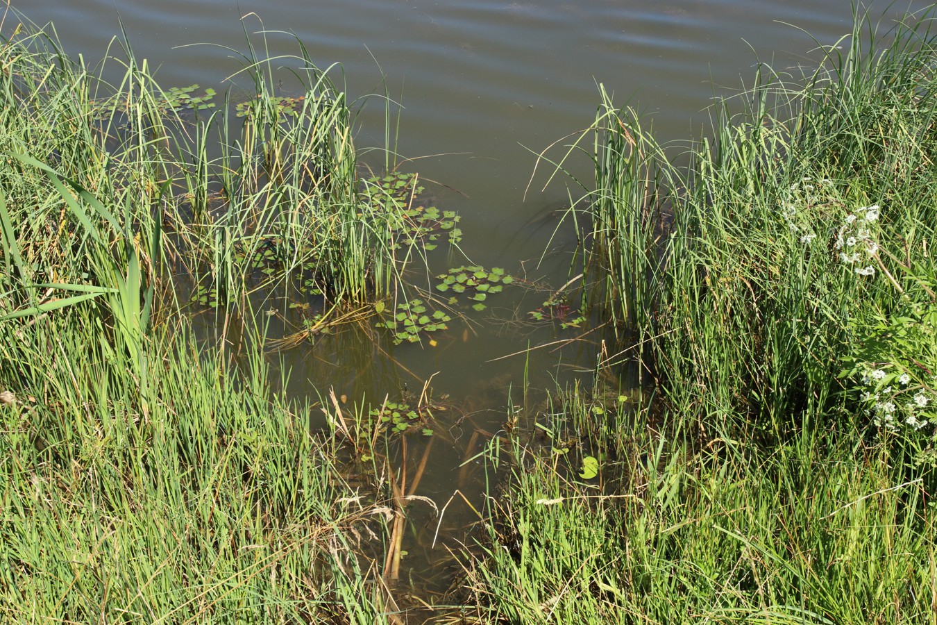 Местечко и окрестности, image of landscape/habitat.