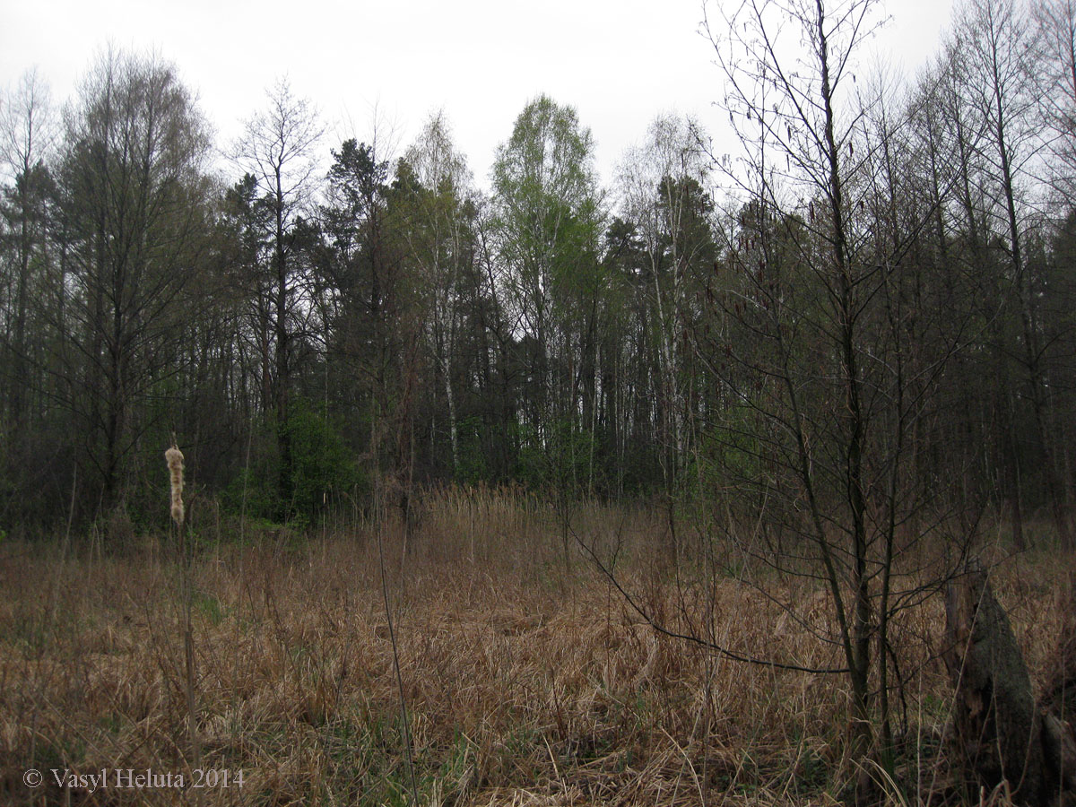 Романовское болото, image of landscape/habitat.