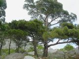 Image of landscape