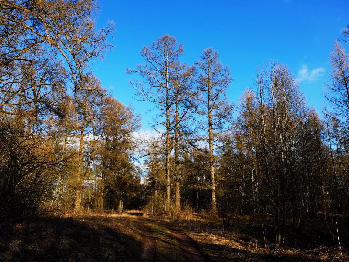 Петровщинская роща и луга, image of landscape/habitat.