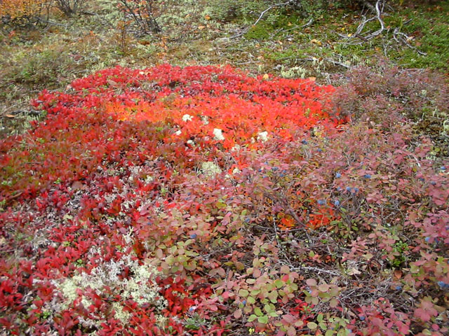 Окрестности поселка Пангоды ЯНАО, image of landscape/habitat.