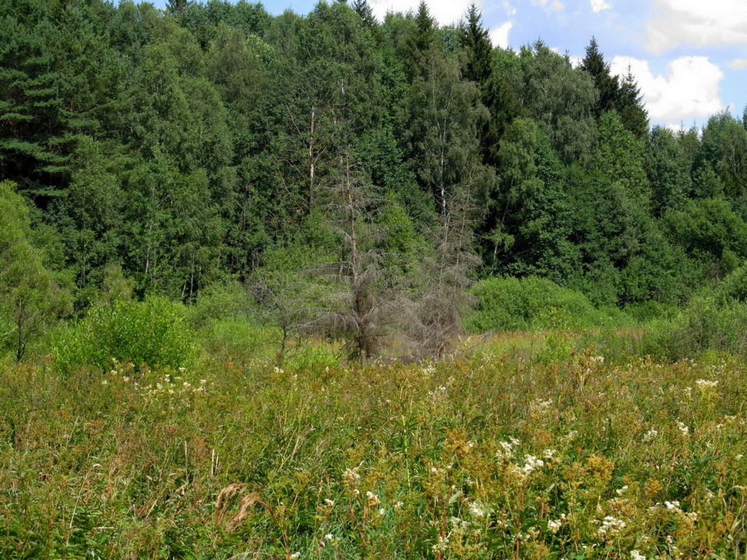 Река Литовка, image of landscape/habitat.