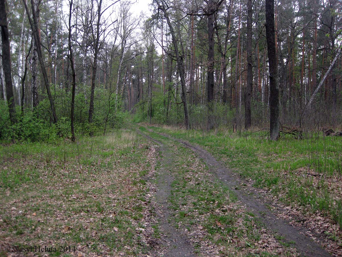 Романовское болото, изображение ландшафта.