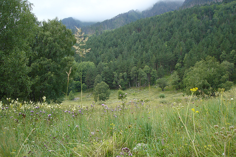 Кызыл-Ауш, image of landscape/habitat.