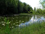 Чемеровка, image of landscape/habitat.