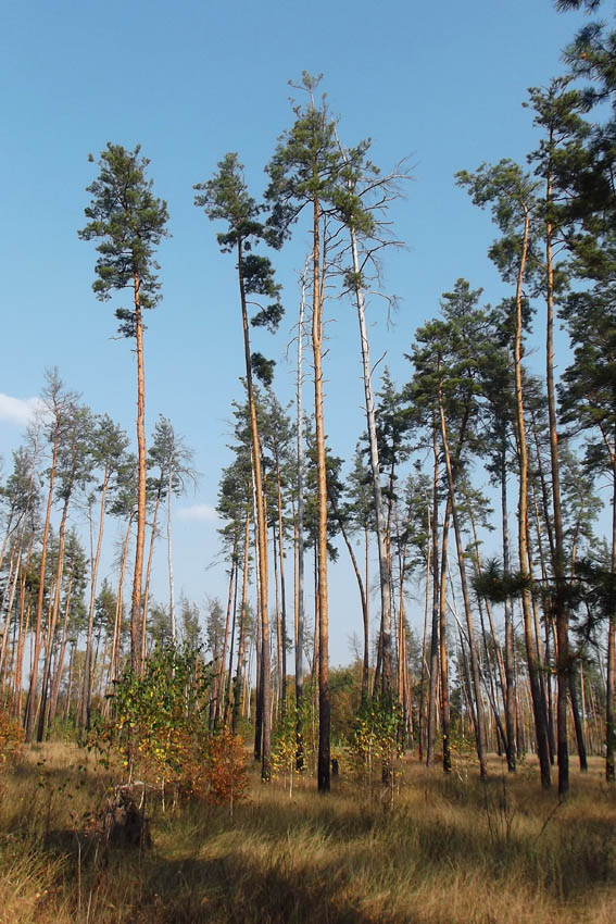 Гетманский НПП, image of landscape/habitat.