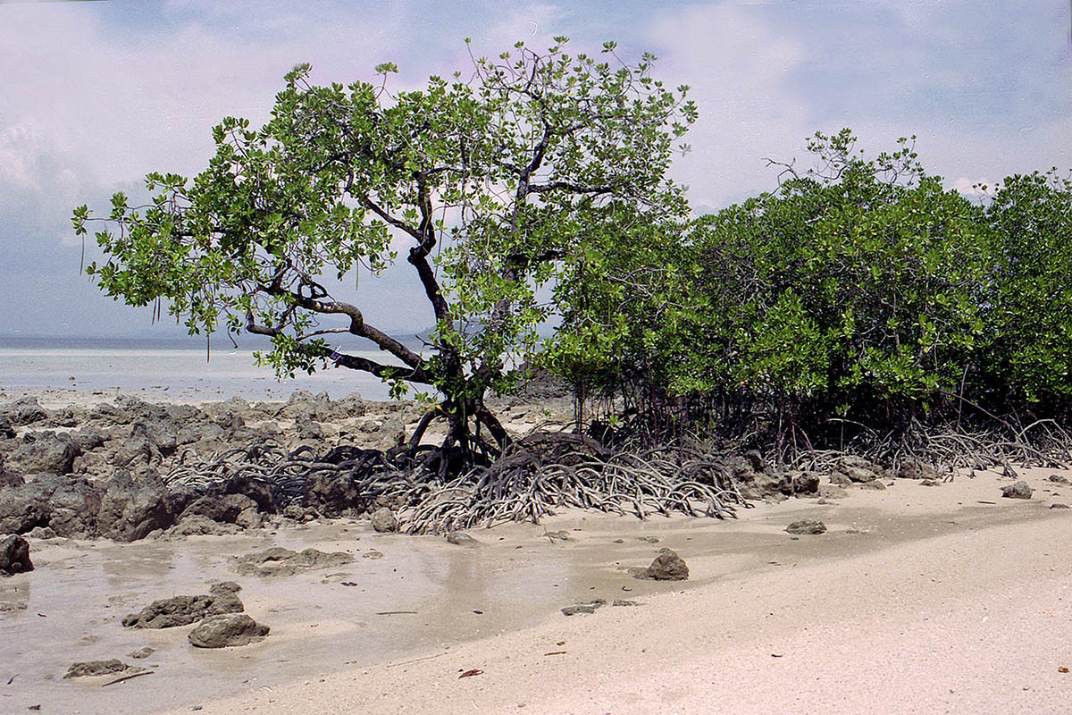 Ко Крадан, image of landscape/habitat.