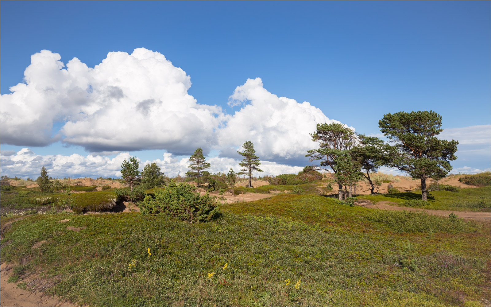 Кузоменьские пески, image of landscape/habitat.